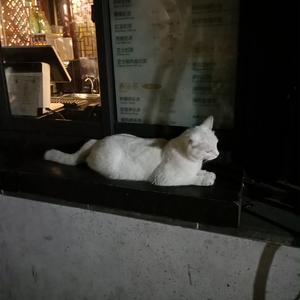 少妇高潮喷水88
